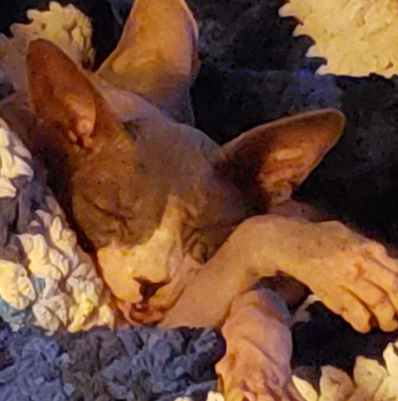 sphynxbydarrow